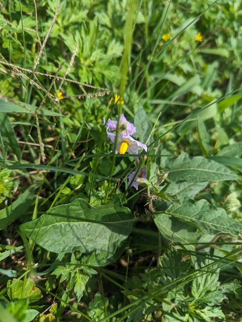 Carolina from Jones Bridge Rd & Lynnbrook Dr, Chevy Chase