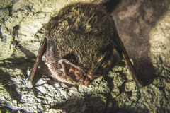 Barbastella barbastellus