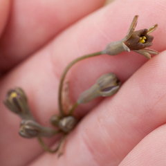 Tulbaghia alliacea