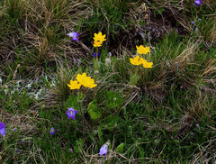 Anemonastrum speciosum