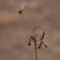 Tulbaghia alliacea