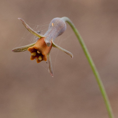Tulbaghia alliacea