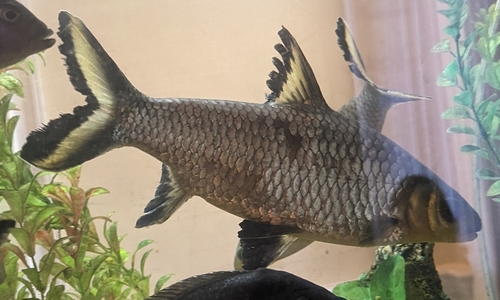 Bala shark