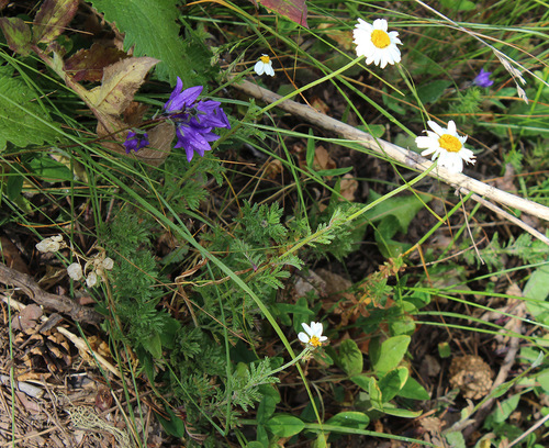 Cota melanoloma (Cota melanoloma)