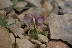 Aconitum anthora