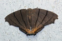 Orudiza protheclaria