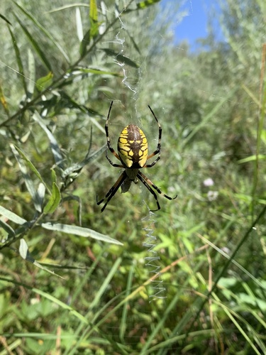 Yellow garden spider