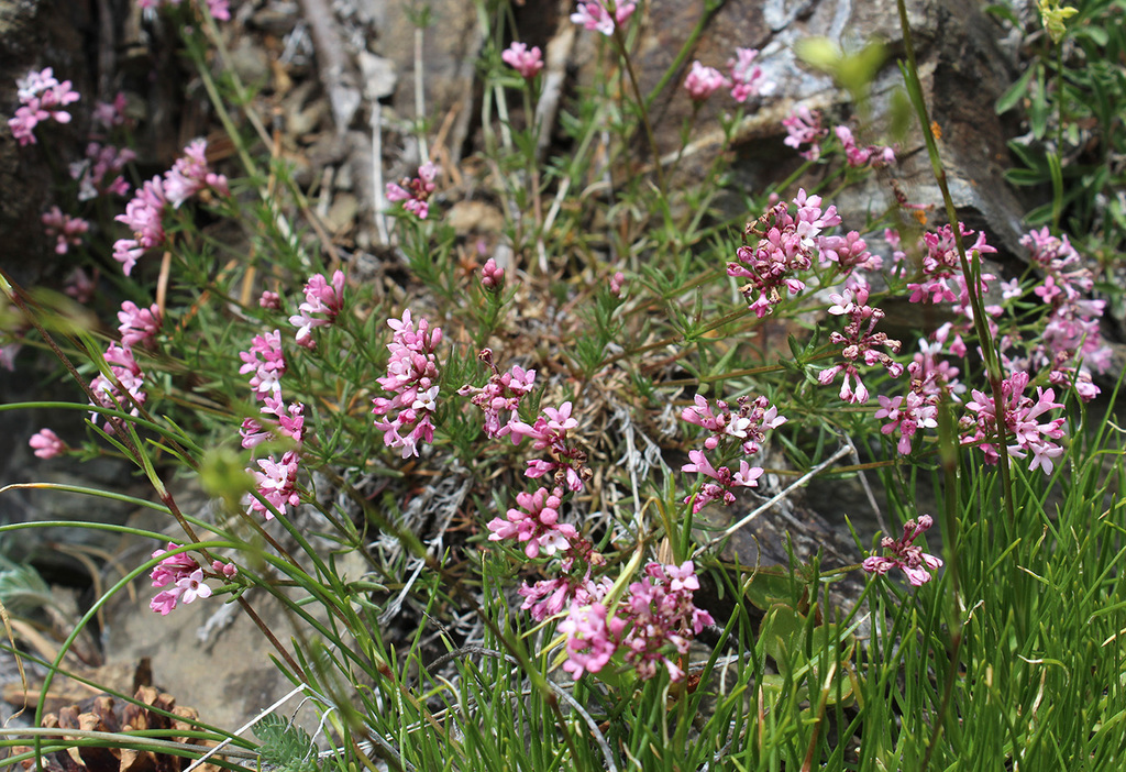 Cynanchica cristata