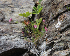 Asperula cristata
