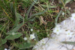 Minuartia