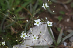 Minuartia