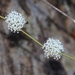 Daucus setifolius - Photo 由 jmneiva 所上傳的 (c) jmneiva，保留部份權利CC BY-NC