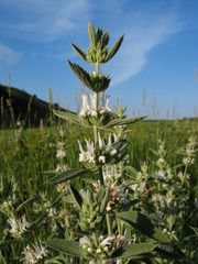 Marrubium peregrinum