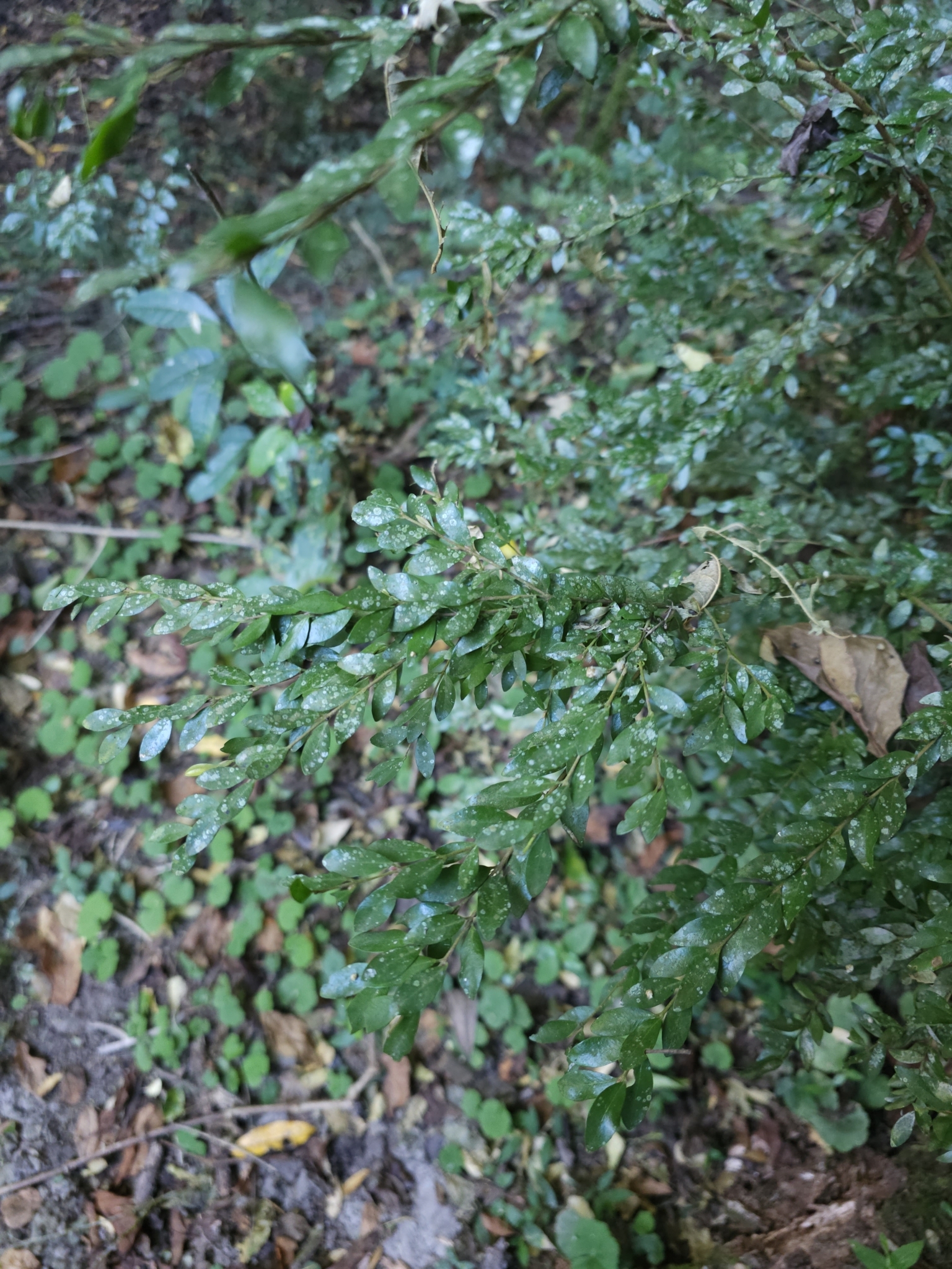 Imagem de Jabuticaba-de-cipó