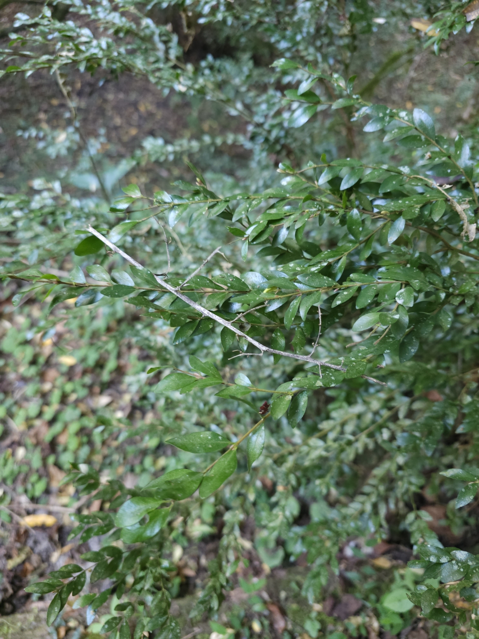Imagem de Jabuticaba-de-cipó