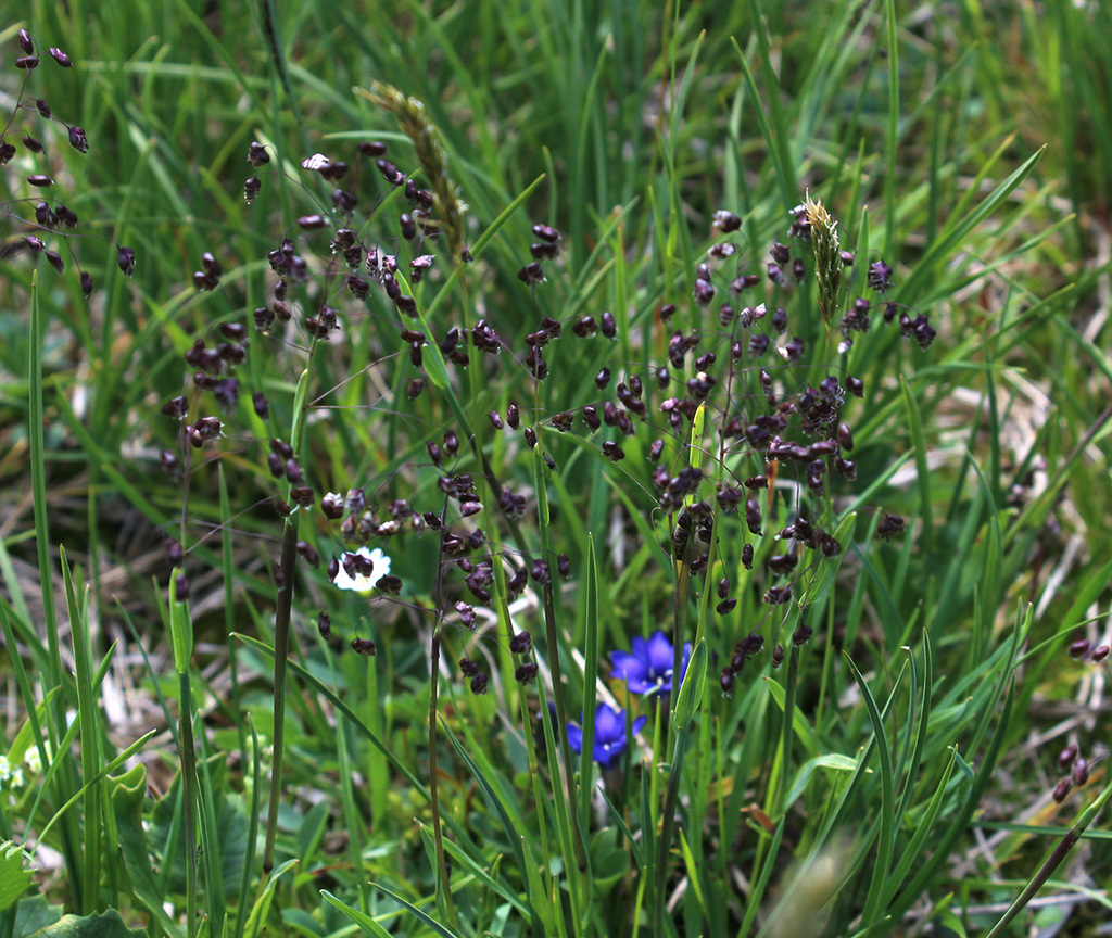 Briza marcowiczii