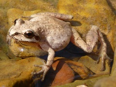 Pseudacris brachyphona