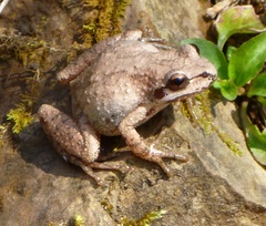 Pseudacris brachyphona