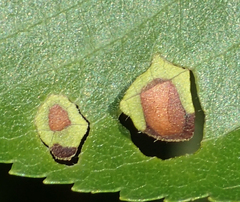 Mycosphaerellaceae