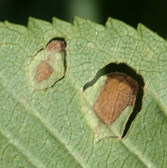 Mycosphaerellaceae