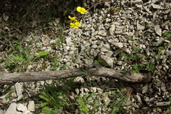 Ranunculus illyricus