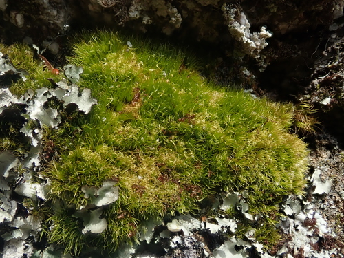 Campylopus fragilis