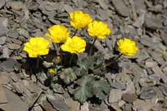 Ranunculus arachnoideus