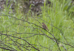 Helopsaltes certhiola