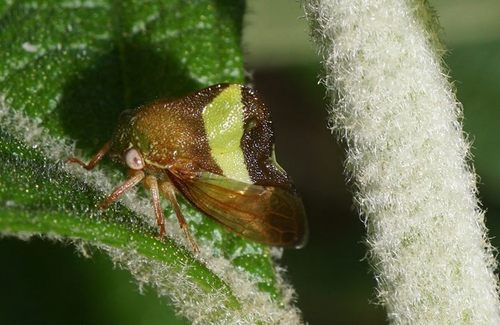 Smilia fasciata photo 4