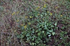 Packera pseudaurea