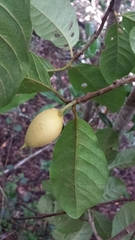 Capurodendron