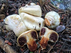 Pholiota nubigena