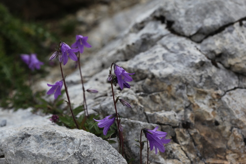 Campanula collina