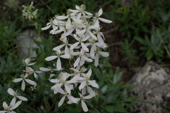 Clematis lathyrifolia