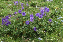 Geranium gymnocaulon