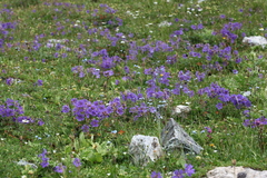 Geranium gymnocaulon