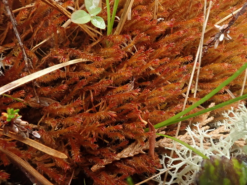 Herbertus hawaiiensis