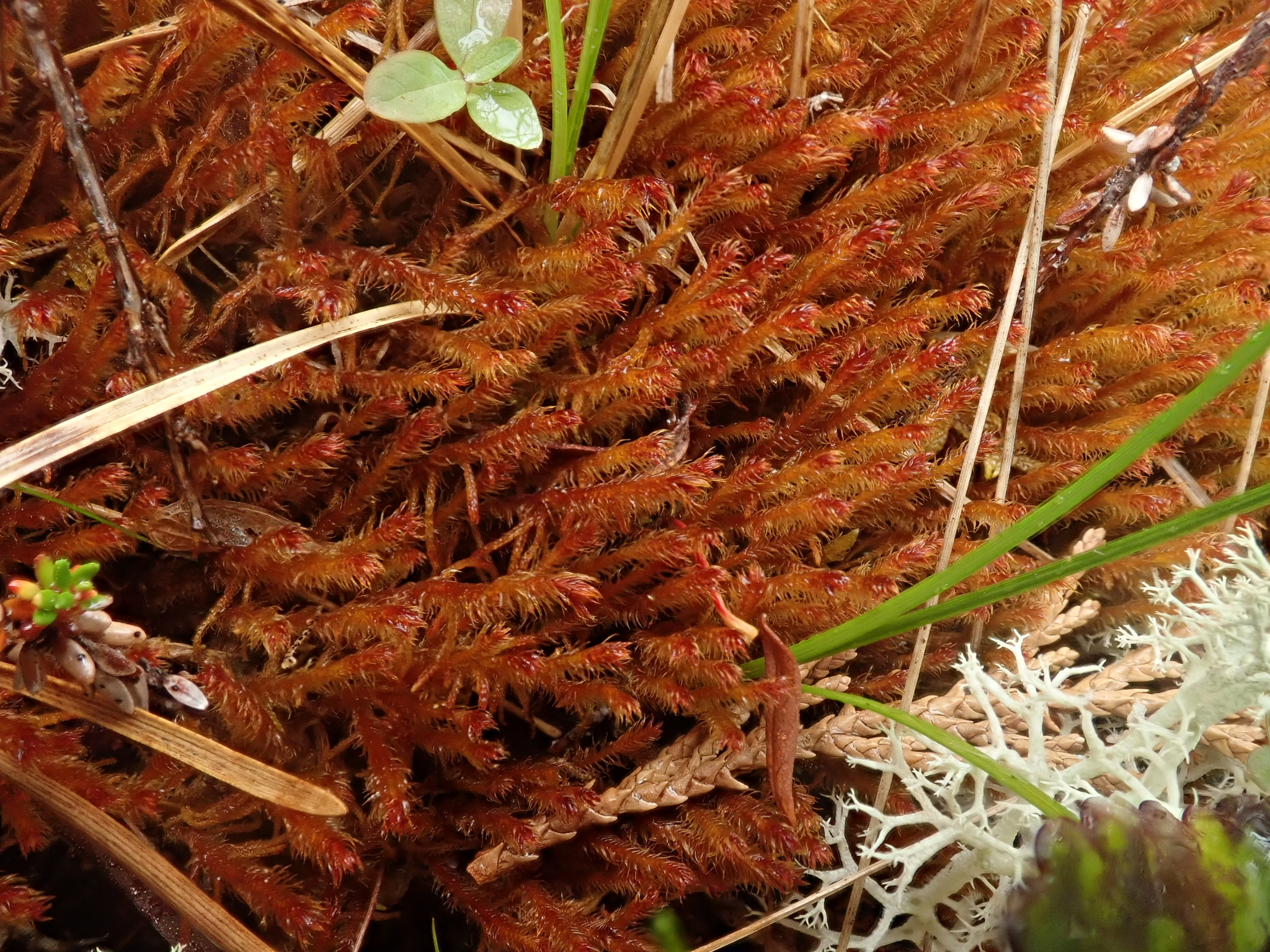 Herbertus hawaiiensis