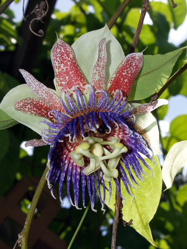 Passiflora maliformis