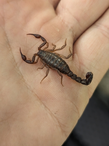Southern Devil Scorpion photo 6