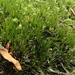 Schwarz's Swan-neck Moss - Photo (c) Connor, some rights reserved (CC BY-NC), uploaded by Connor