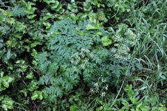 Ligusticum grayi