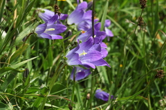 Campanula tridentata biebersteiniana