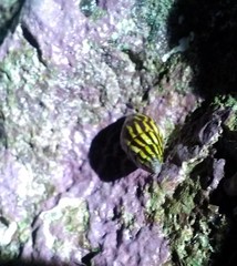 Mitridae
