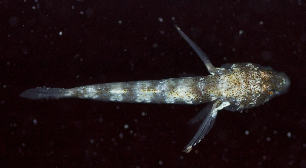 Scaleless goby (Psilotris alepis) — Gobiidae