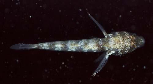 Scaleless goby (Psilotris alepis) — Gobiidae