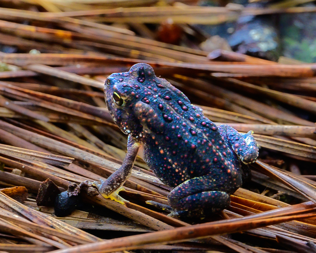 North American Toads From Umstead, Raleigh, NC, USA On August 30, 2023 ...