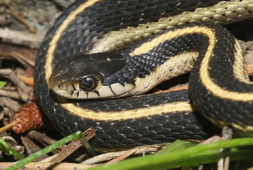 iNaturalist observation photo of Mountain Garter Snake
