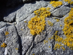 Polycauliona coralloides