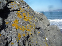 Polycauliona coralloides